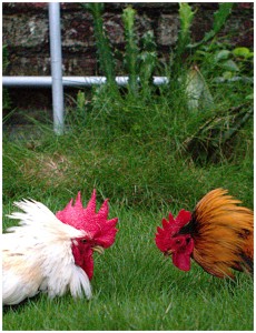 Roosters_preparing_to_fight
