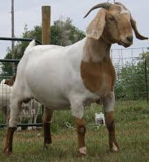 kiko goat