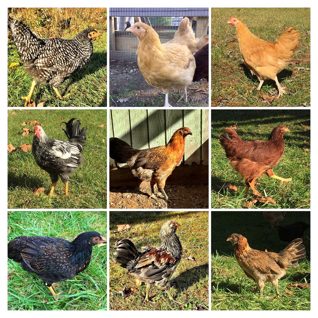 Породы курицы домашних животных