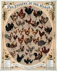 chickens - poultry of the world