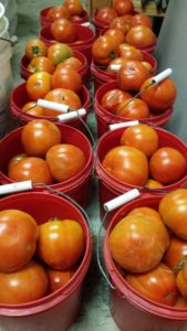 tomatoes in buckets 2016