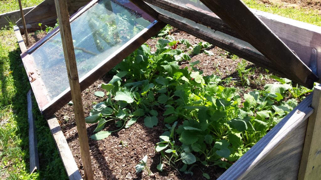 How to Turn Your Raised Bed into a Cold Frame Stoney Creek Farm