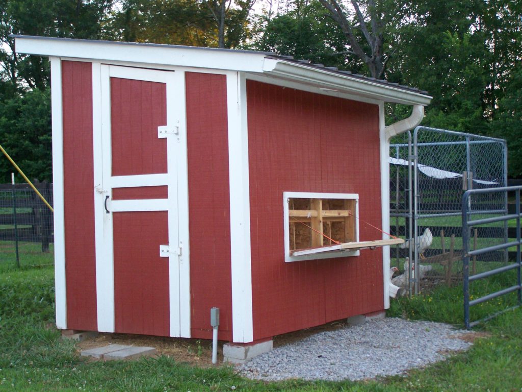 Chickens have Teenagers Too! The Wonderful World of Poultry... Stoney