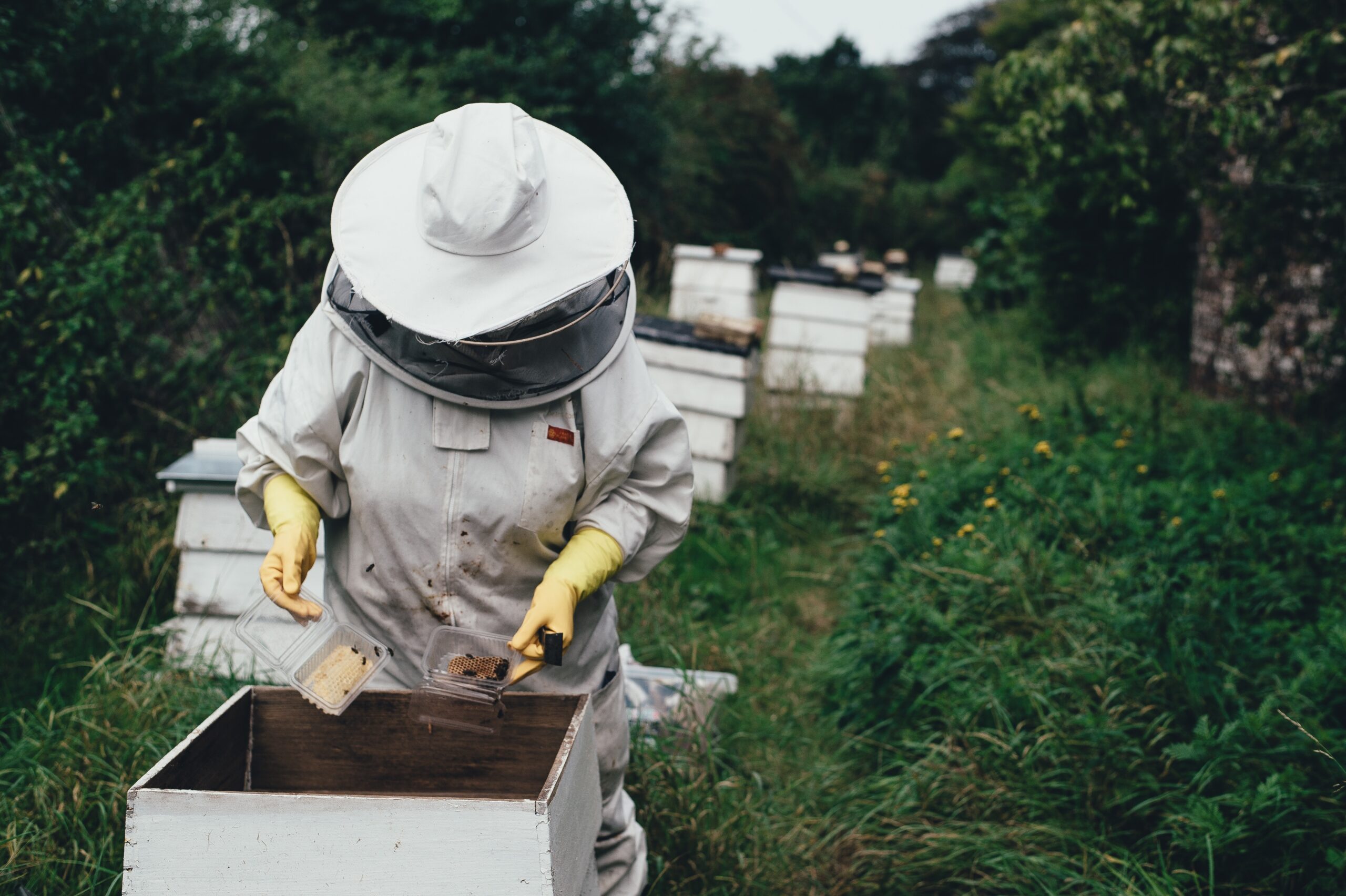 Natural Beekeeping with John Taylor of Taylor Family Farm