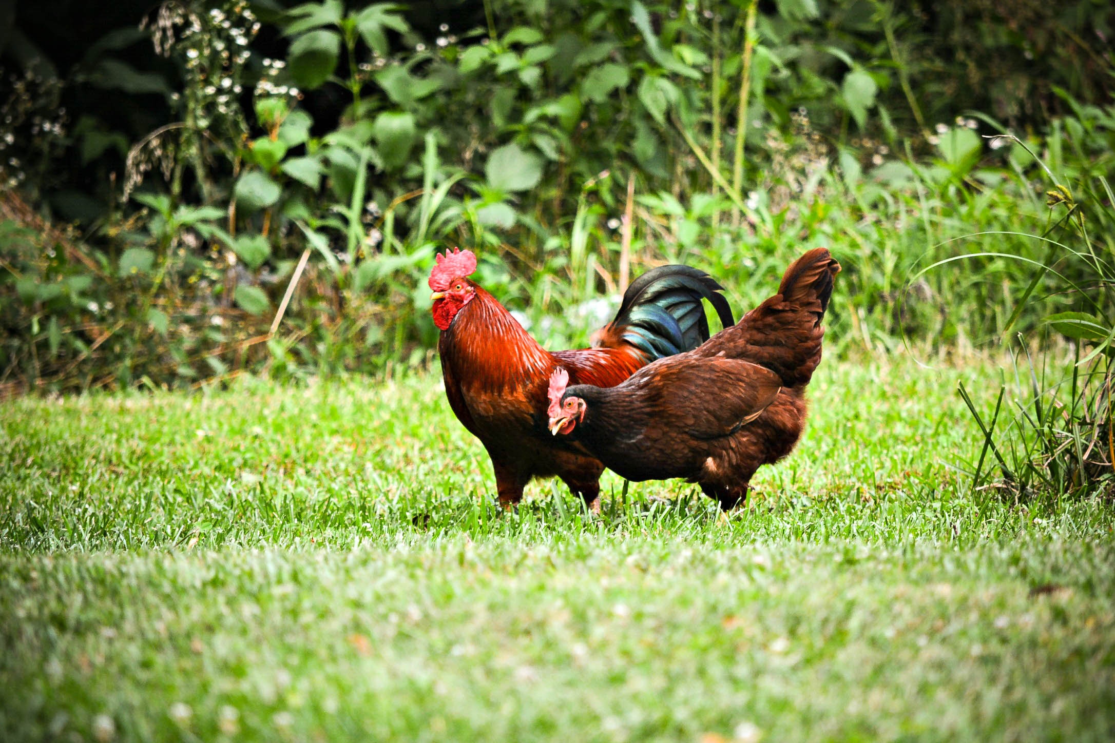 Selecting the Best Chicken Breeds for Your Homestead - Murray McMurray  Hatchery Blog