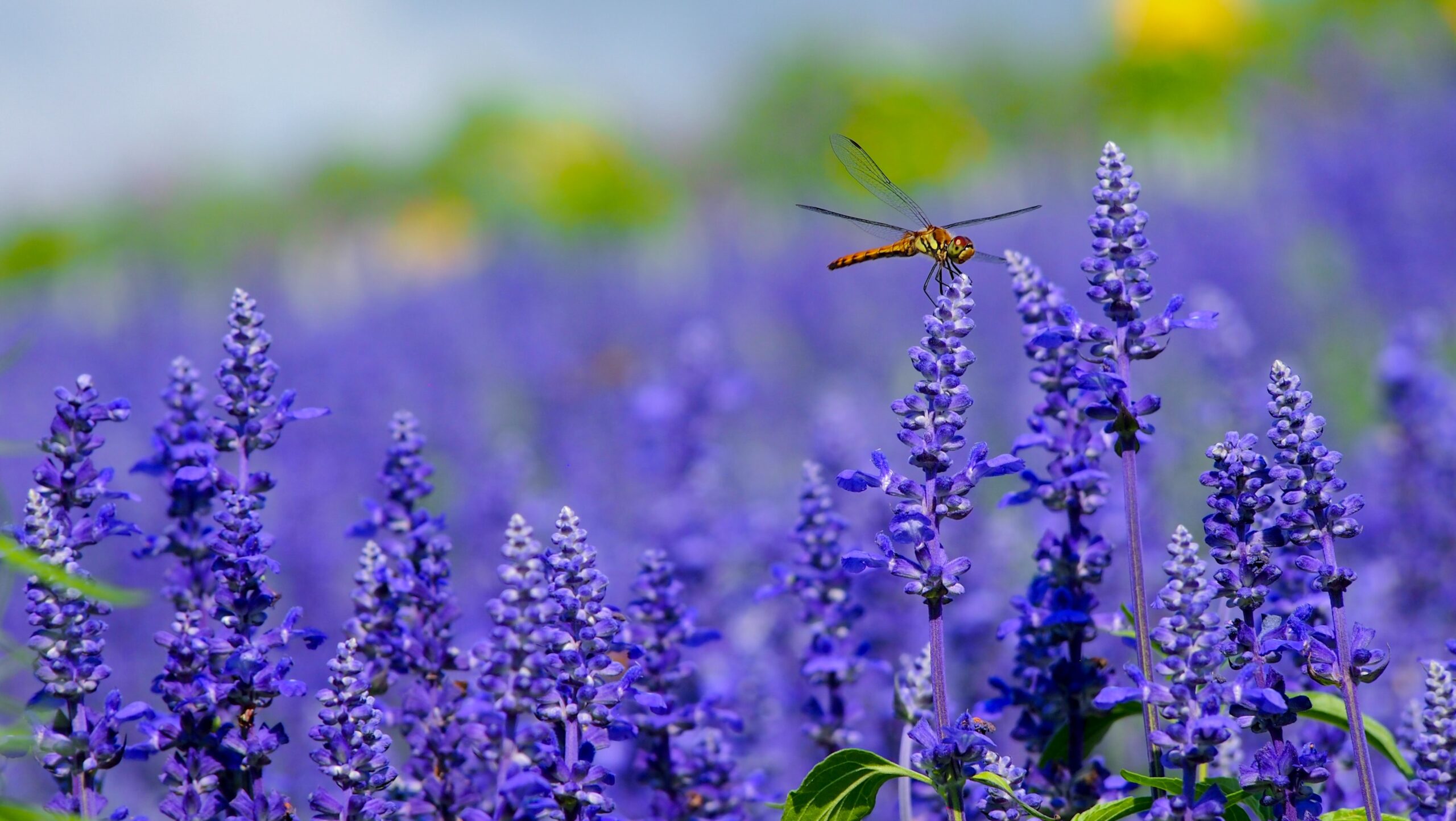 6 Natural Ways to Repel Mosquitoes - Stoney Creek Farm