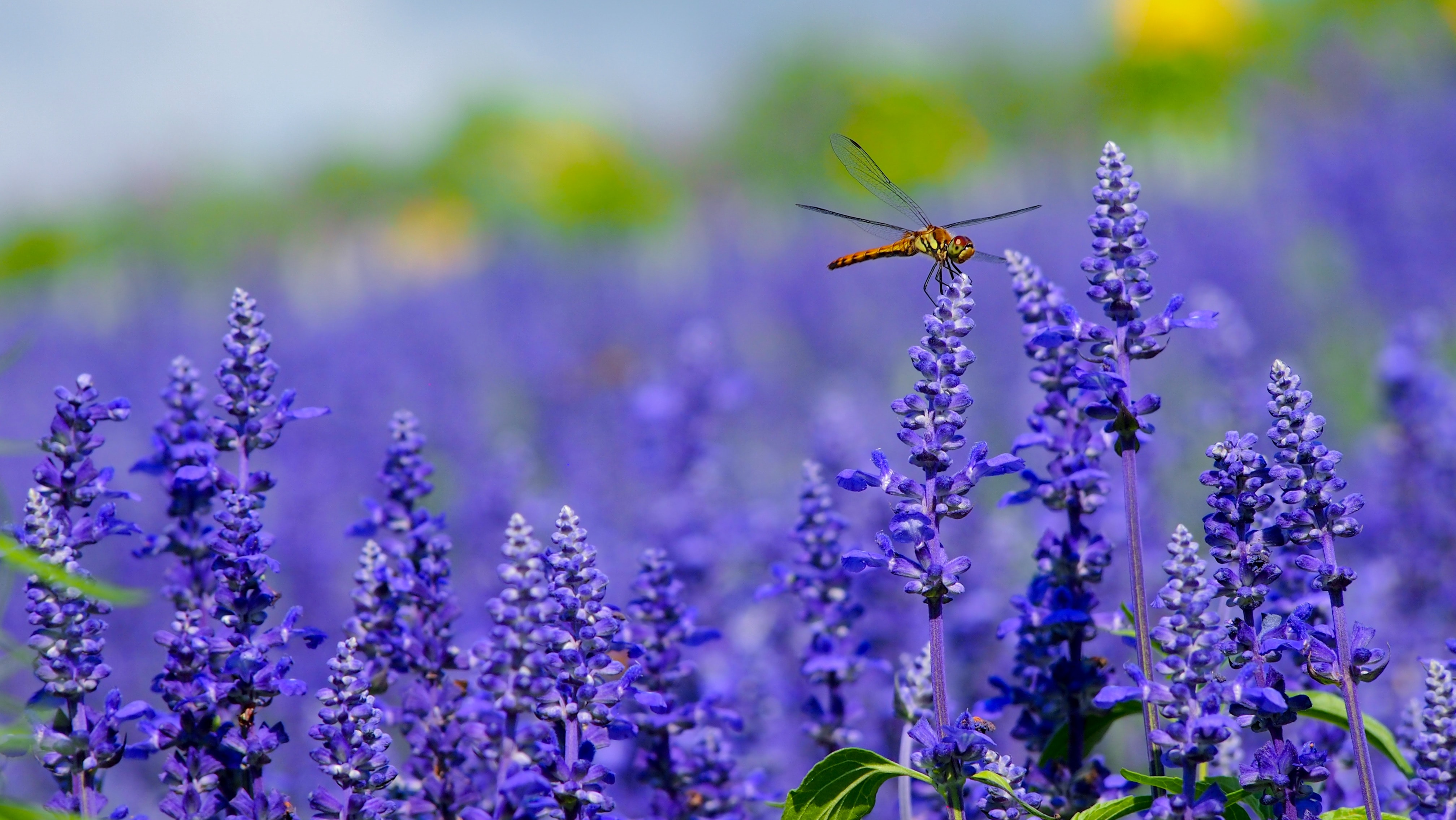 6 Natural Ways to Repel Mosquitoes