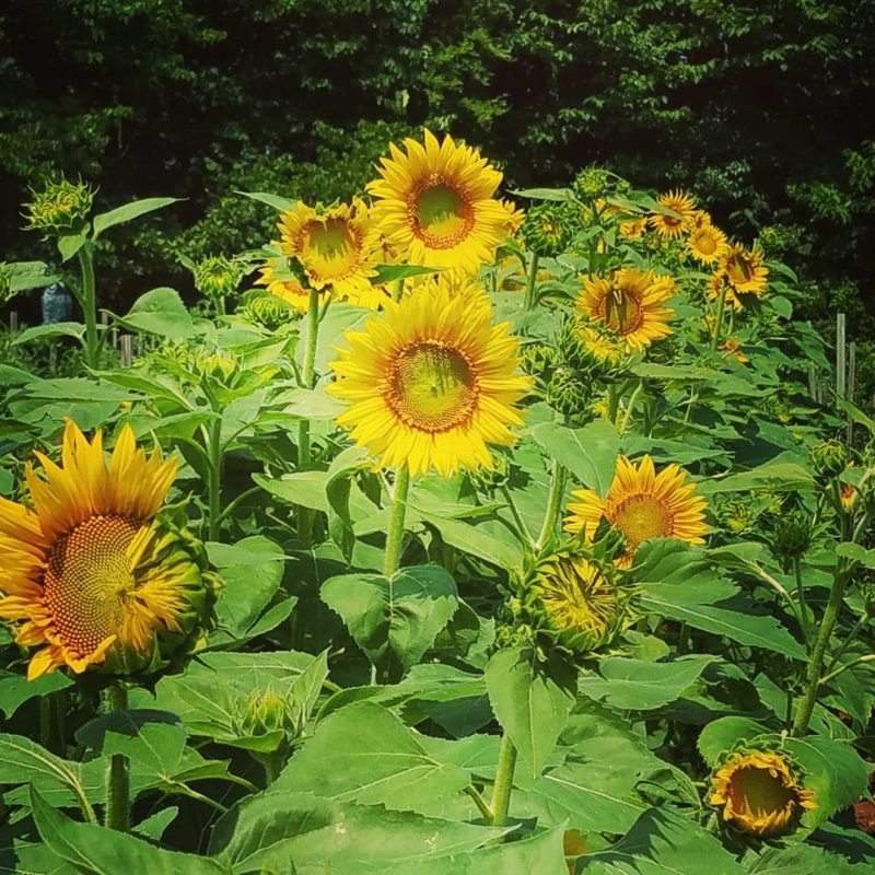 More Than A Pop of Color Why You Should Add Sunflowers to Your Garden
