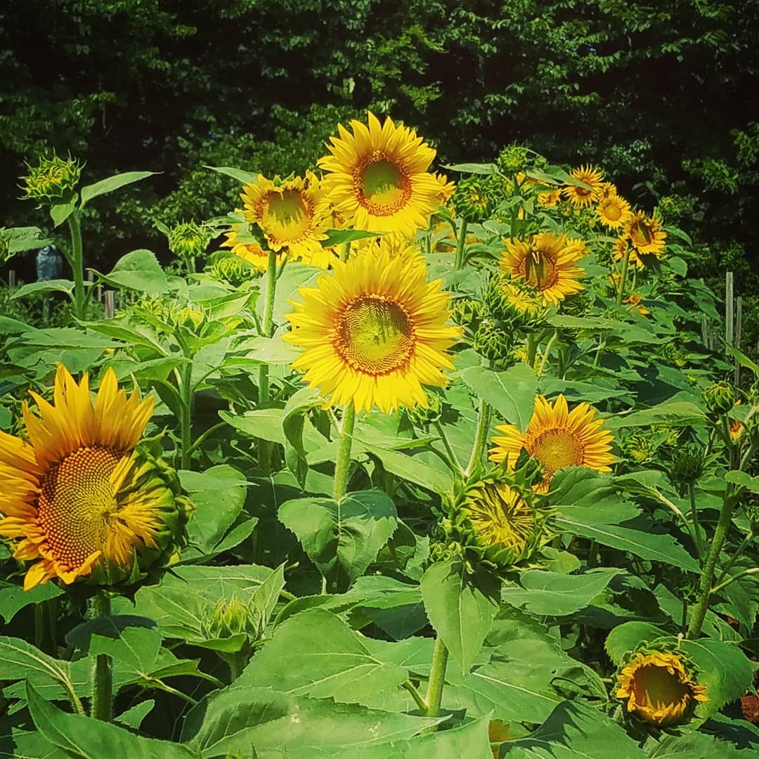 More Than A Pop of Color: Why You Should Add Sunflowers to Your Garden