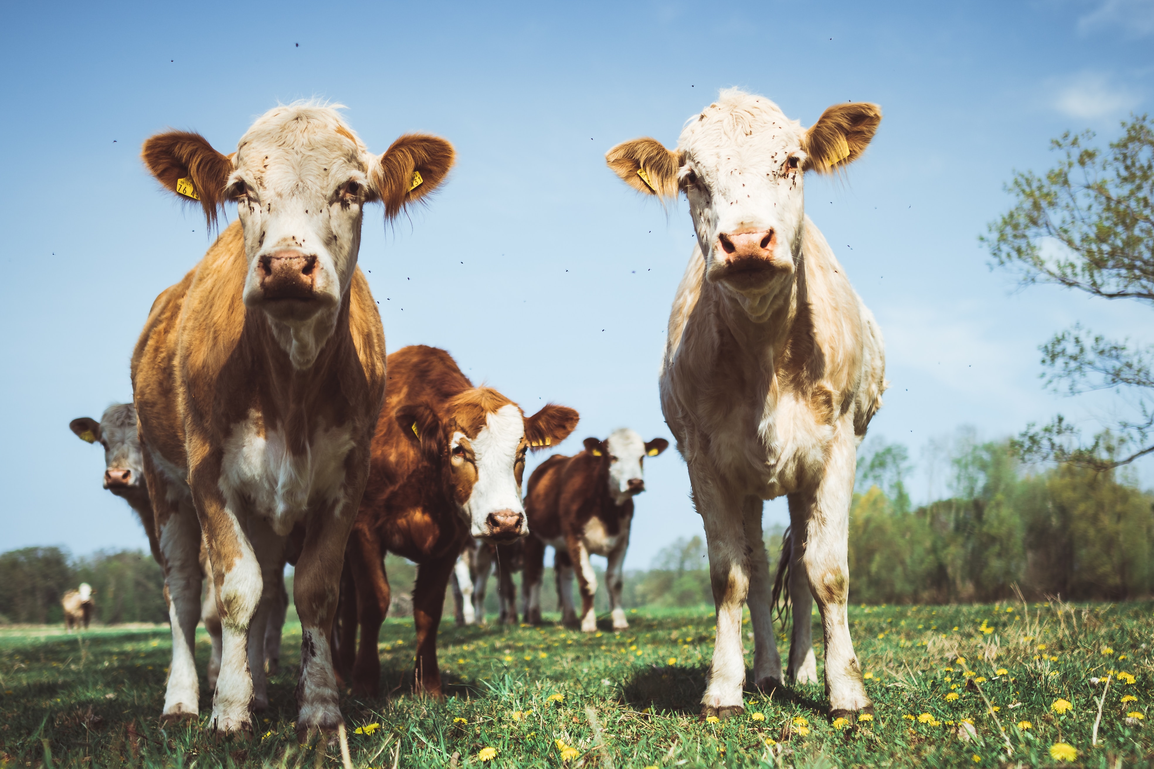 Healthier Animals Mean Healthier People: Why Pasture-Raised Meat is Better for You
