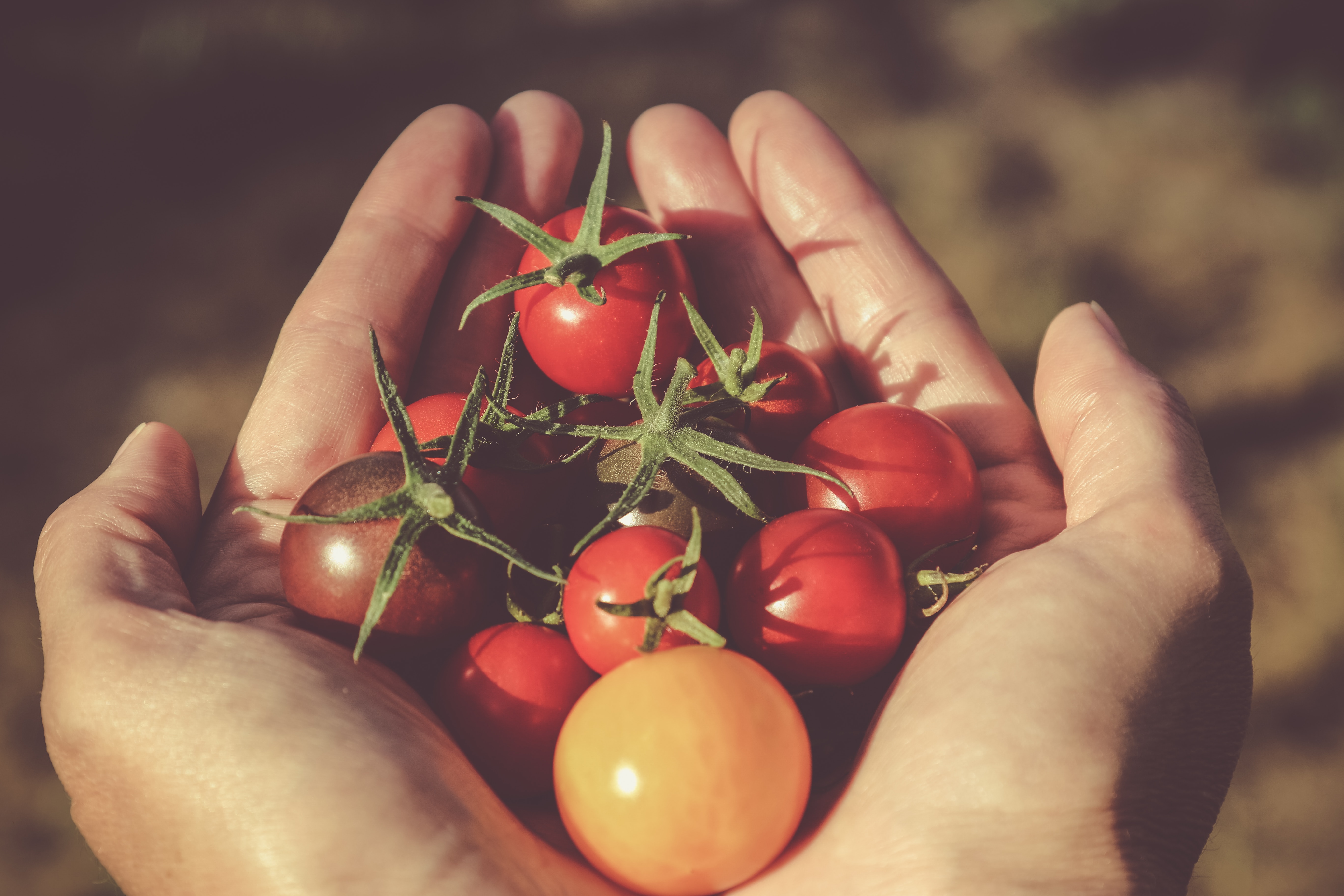 Sustainable Giving: Where to Donate Your Excess Food & Produce in Middle Tennessee