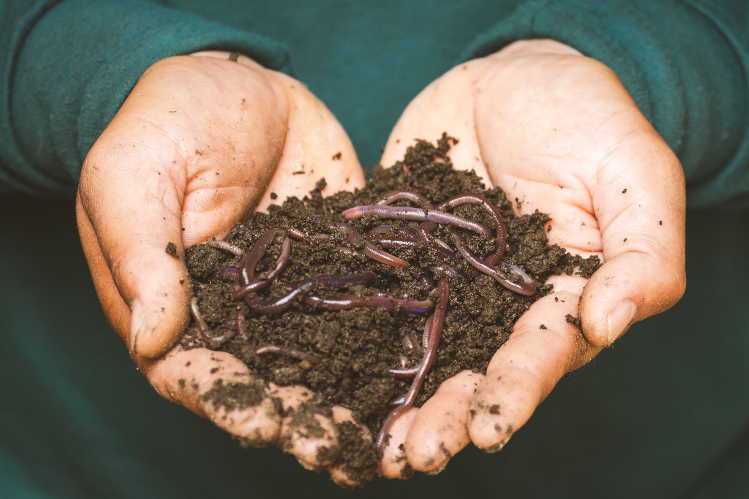 Reduce Waste & Add Nutrients to Your Garden: Your Guide to Beginning Vermicomposting