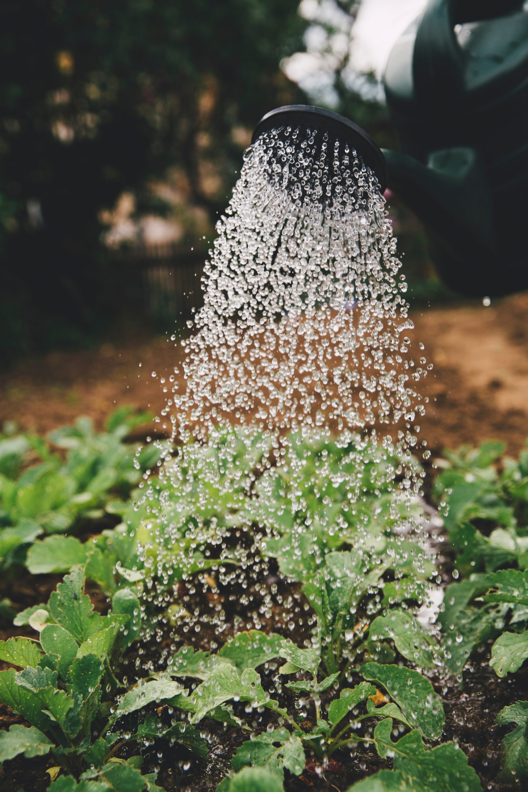 A Pesticide-Free Fertilizer for Your Garden: How to Make Compost Tea