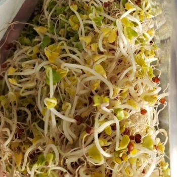 sprouts