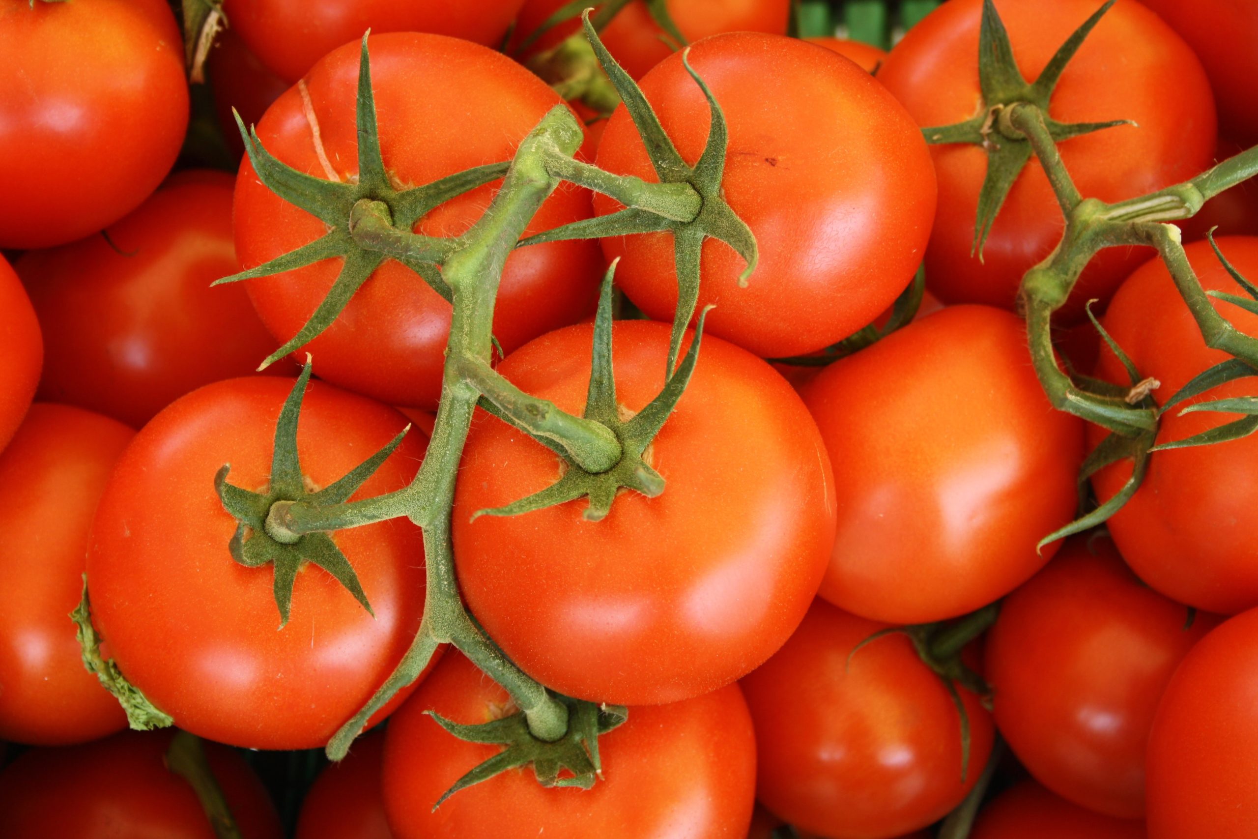 2 Pesky Tomato Viruses: How to Organically Prevent & Protect Your Tomato Plants