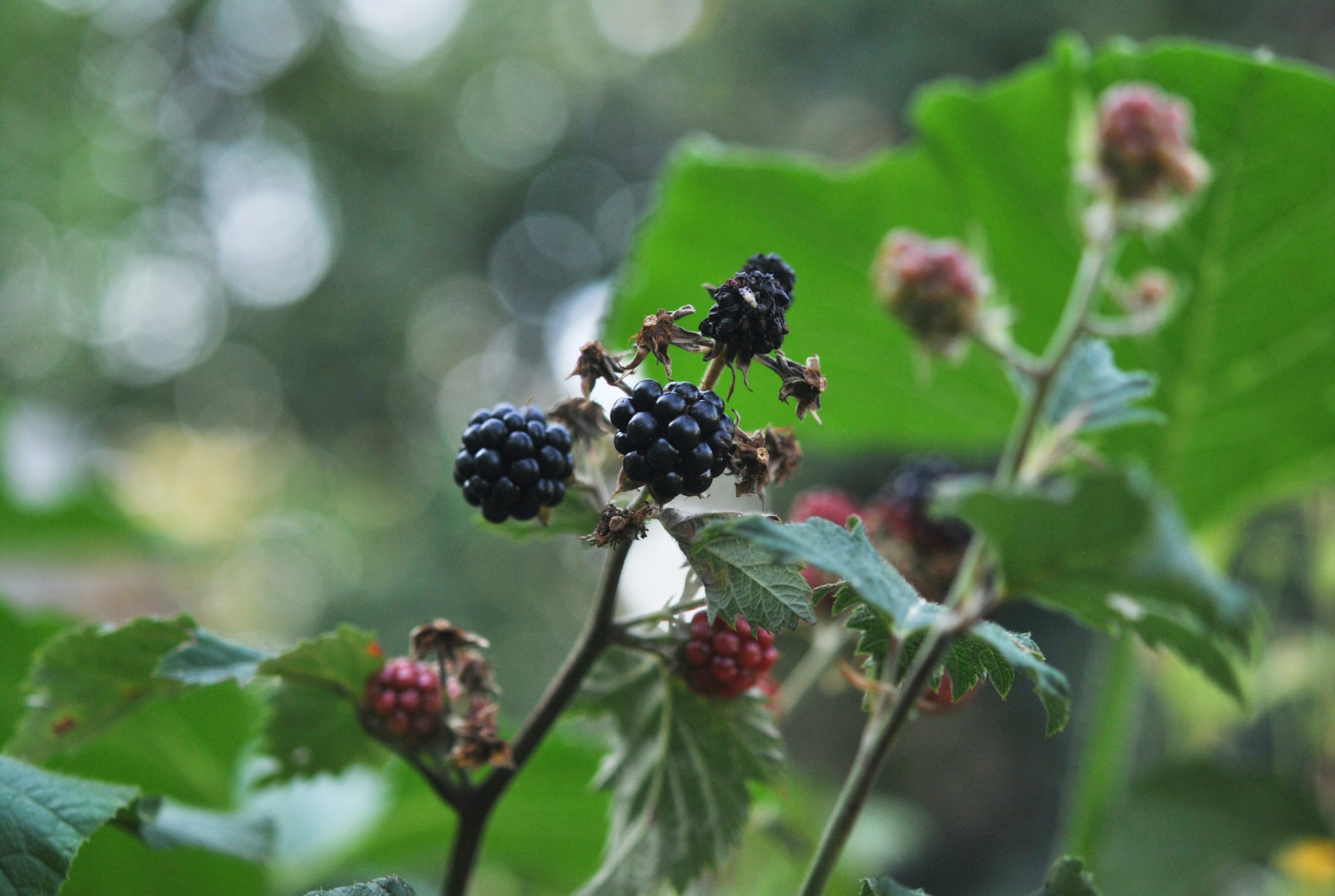 How to Grow & Propagate Blackberry Plants