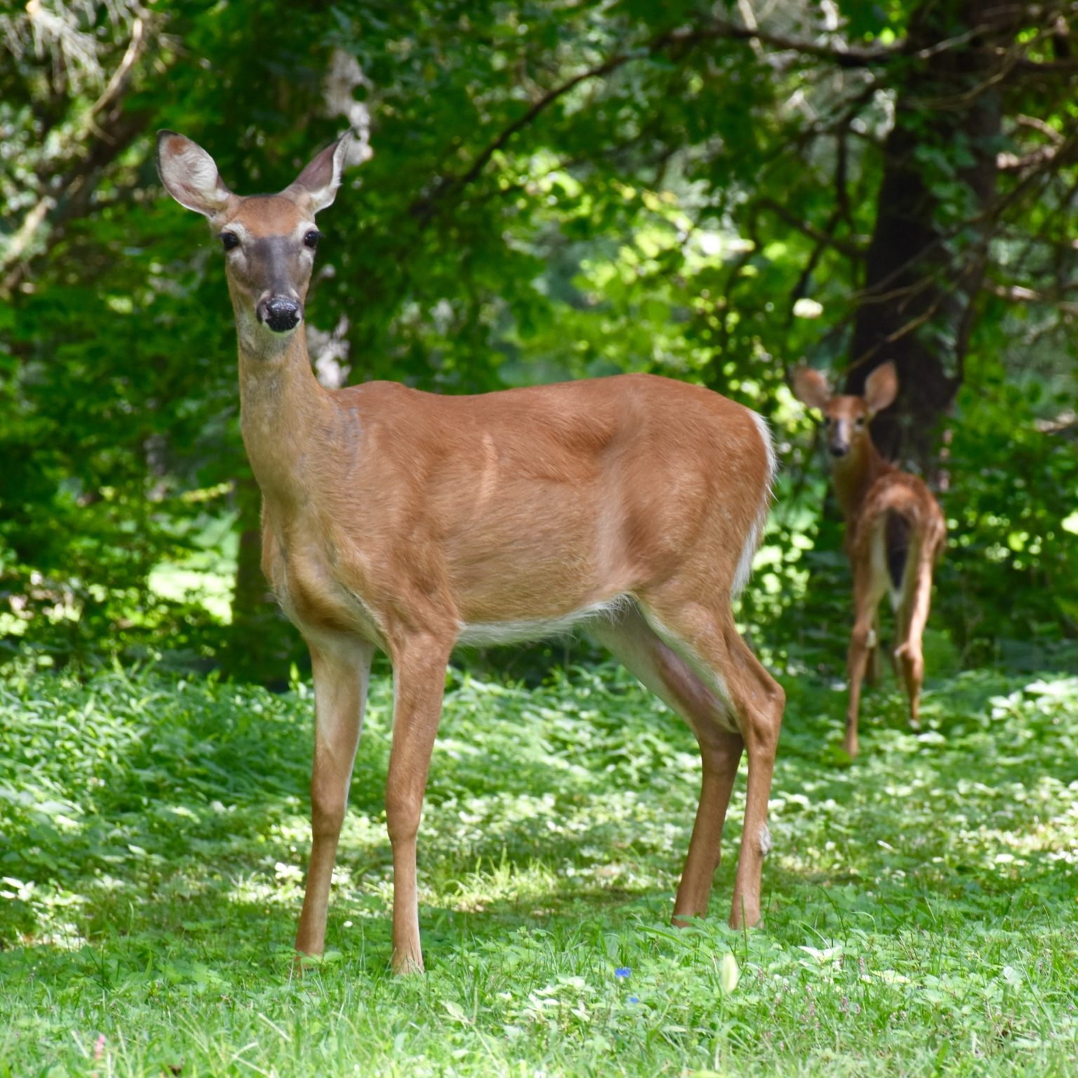 How to Keep Deer, Rabbits & Squirrels Out of Your Garden - Stoney Creek ...