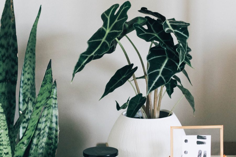 8 Great Indoor Plants to Purify Air