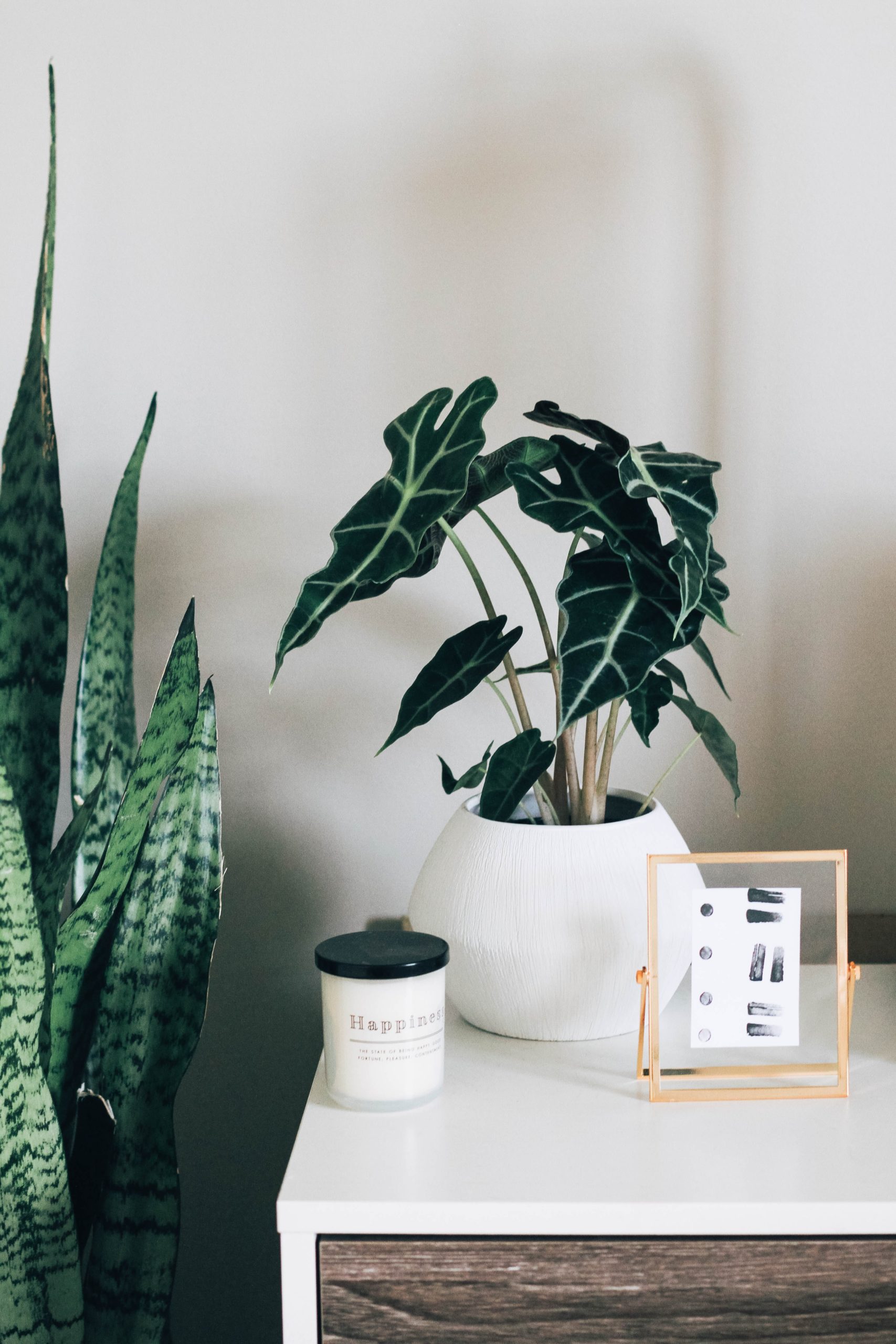 8 Great Indoor Plants for Purifying the Air