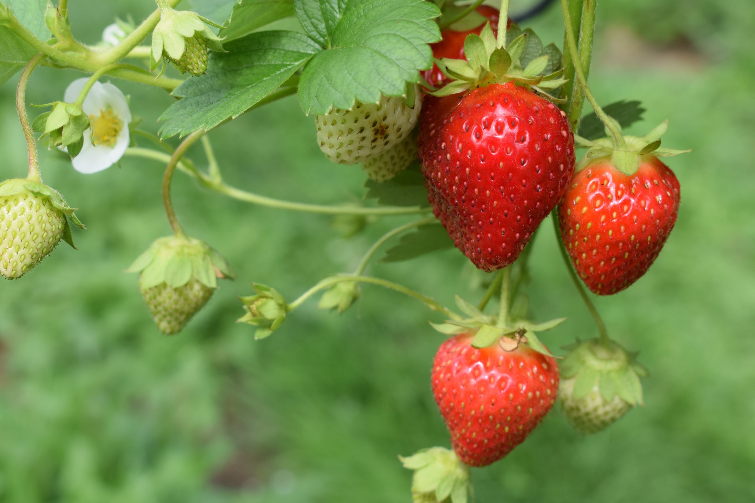 How To Grow The Best Strawberries For Next Year It Starts In The Fall 