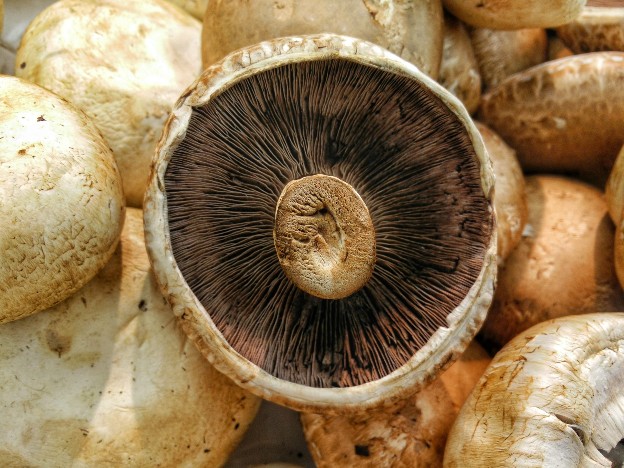 Fight Wrinkles, Keep Your Heart Happy & More: Top Health Benefits of Mushrooms