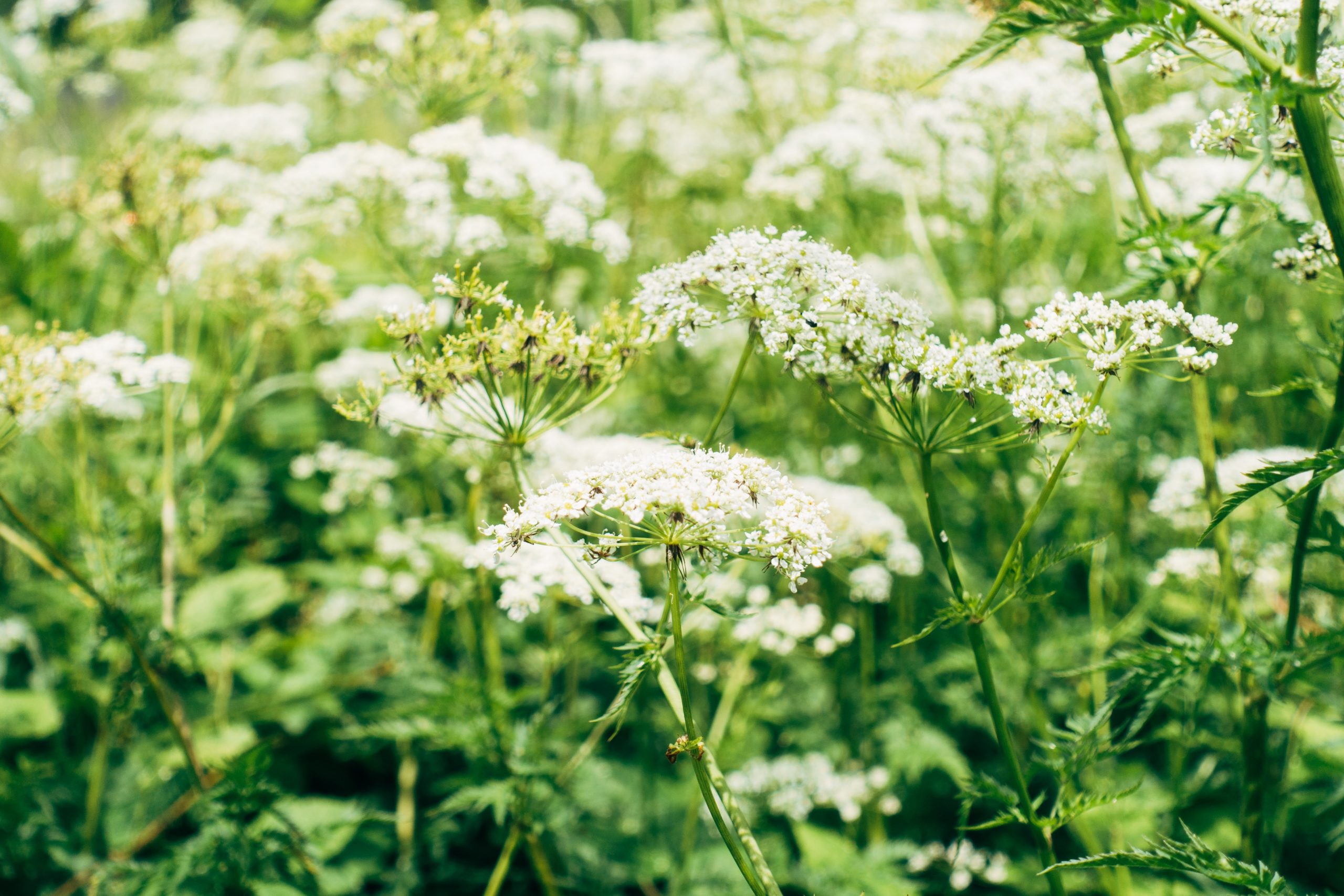 Your Sustainable Landscape: 5 Plants Native to Tennessee and the Surrounding Region
