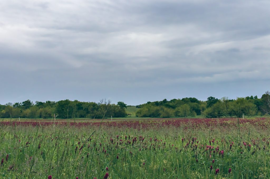 5 Reasons You Need to Plant Clover on Your Homestead or Farm Stoney