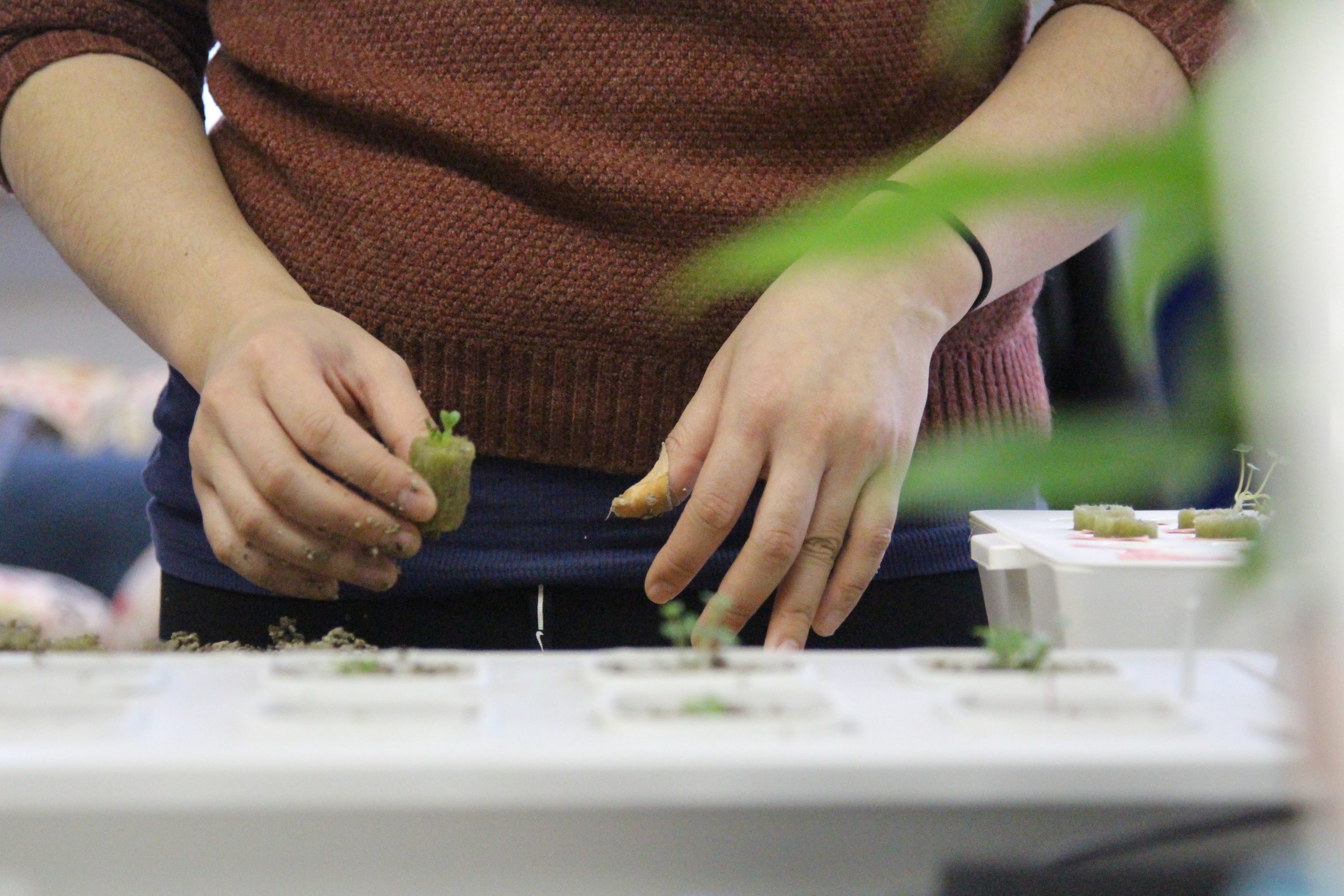 No Soil Needed: How to Grow Plants with Small-Scale Hydroponics