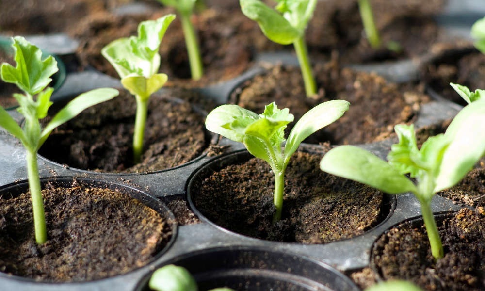 Your Guide to Planting Vegetables: Planting as Seed vs. Transplanting