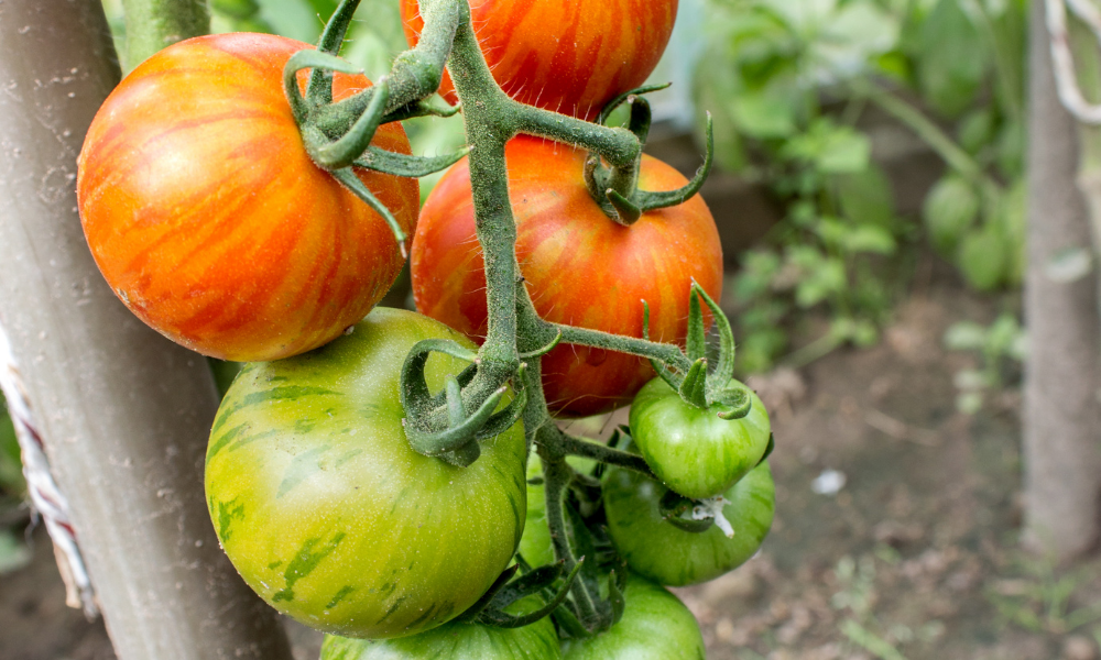 Indeterminate vs. Determinate: How to Support Your Tomato Plants