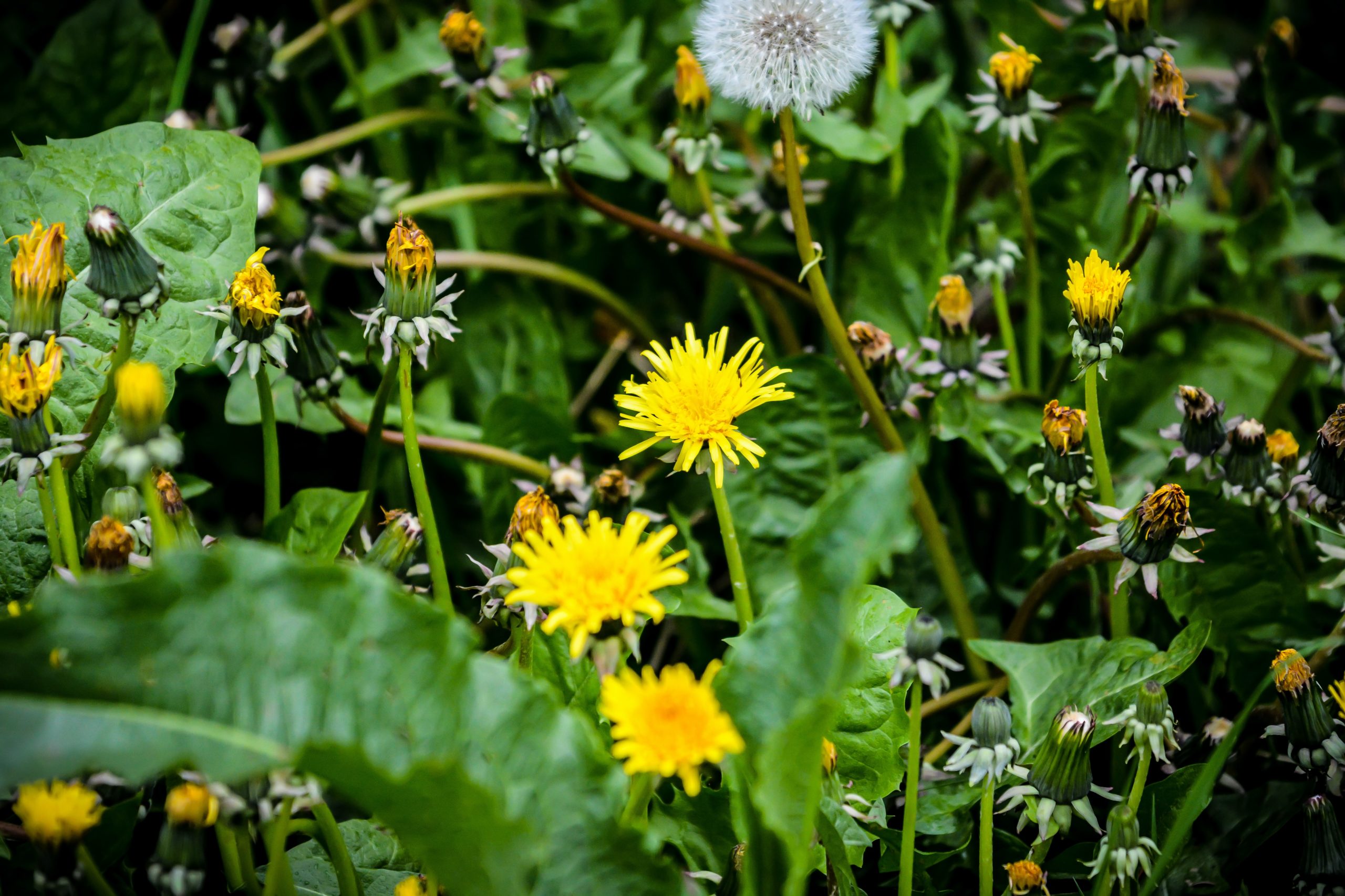 A Guide to Identifying Weeds that Threaten Your Garden