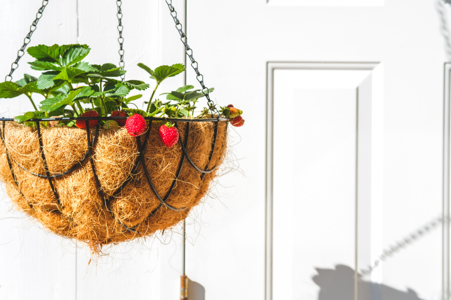 fruits and vegetables you can grow in a hanging basket