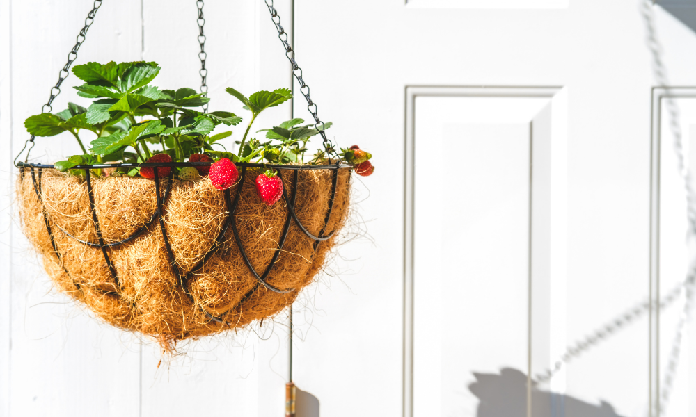 Fruits & Vegetables You Can Grow in a Hanging Basket