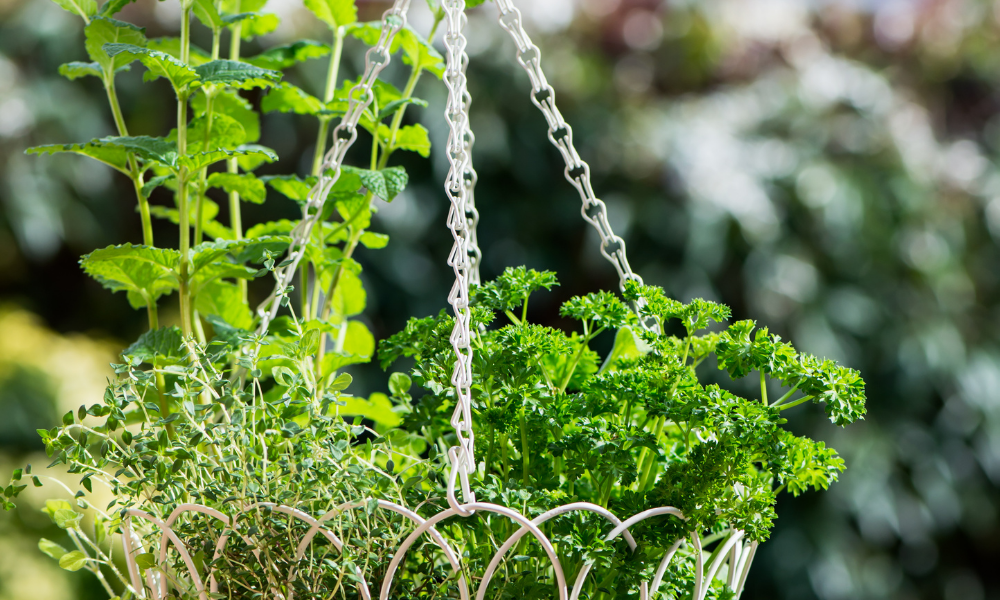 herbs you can grow in a hanging basket