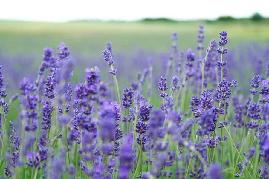 7 Creative Uses for Lavender + How to Grow Lavender