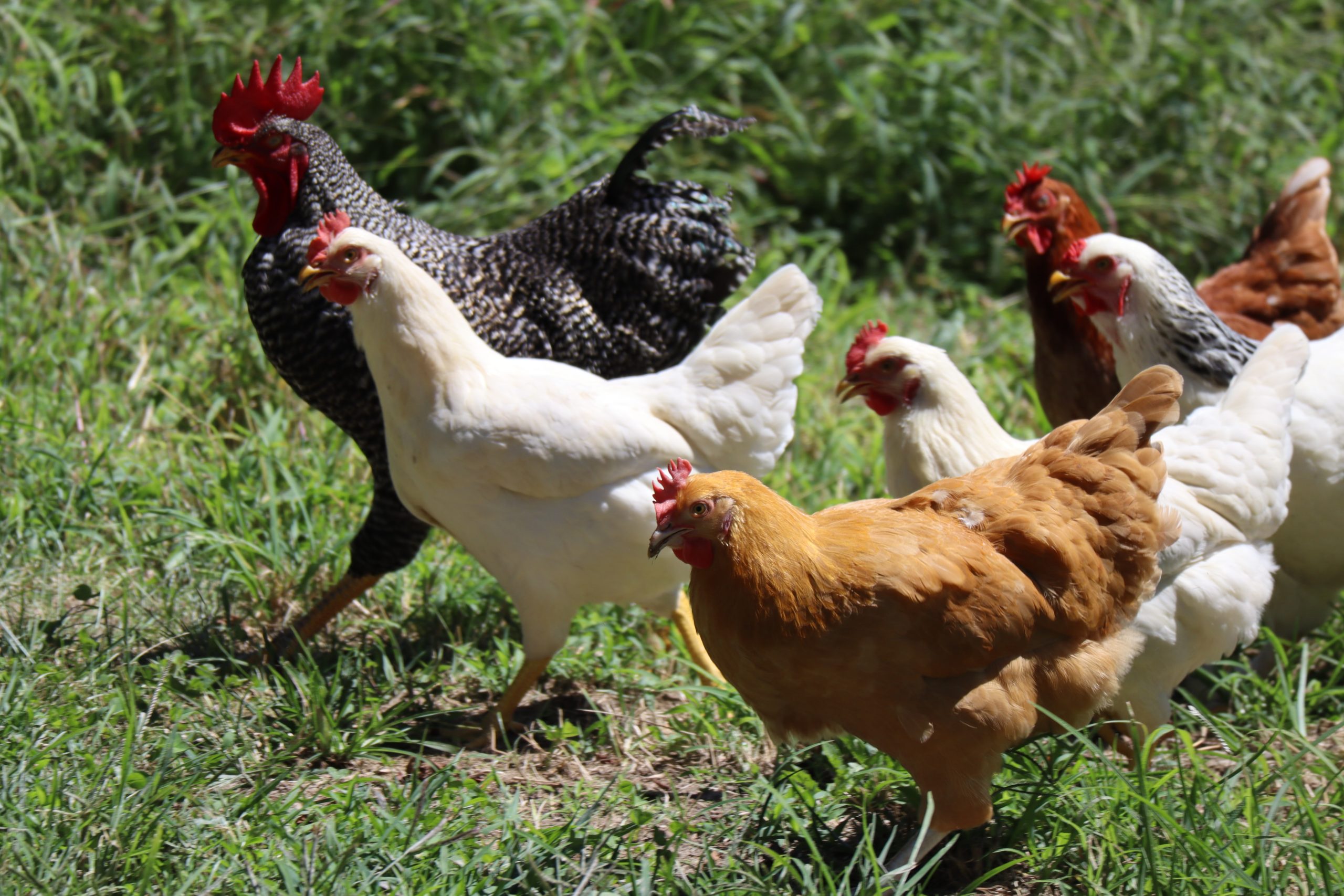 The Garden-Boosting Benefits of a Chicken Tunnel