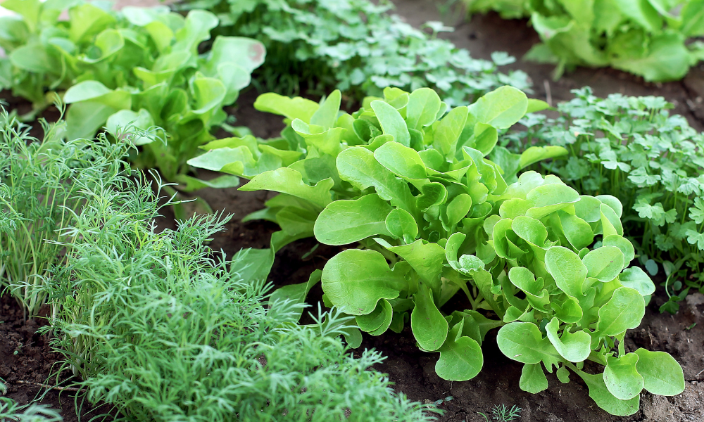 5 Common Vegetable Gardening Mistakes to Avoid