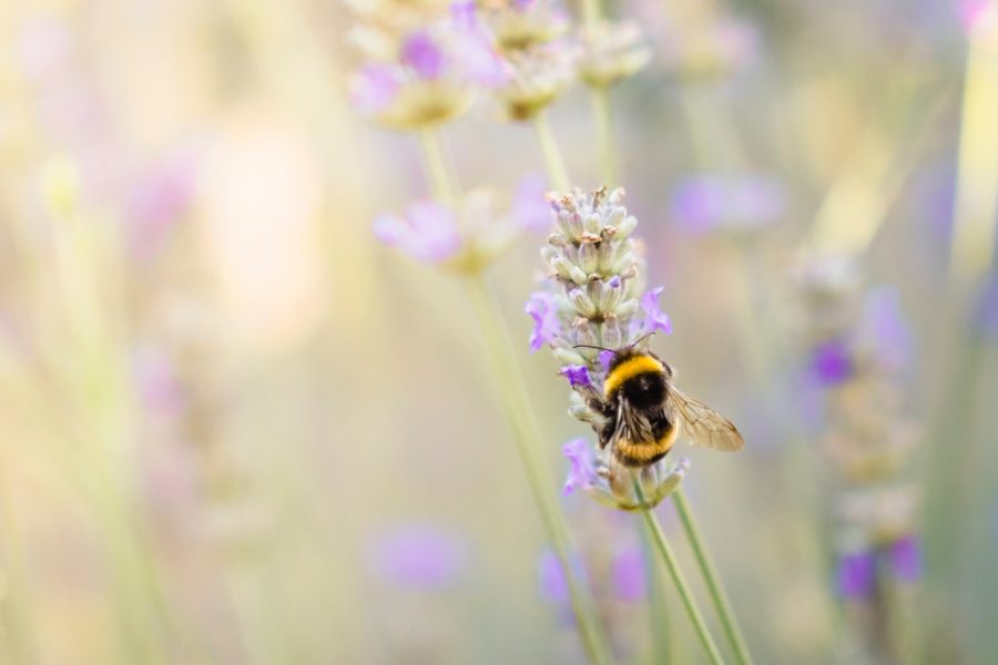 How to Attract Bumble Bees to Your Vegetable Garden