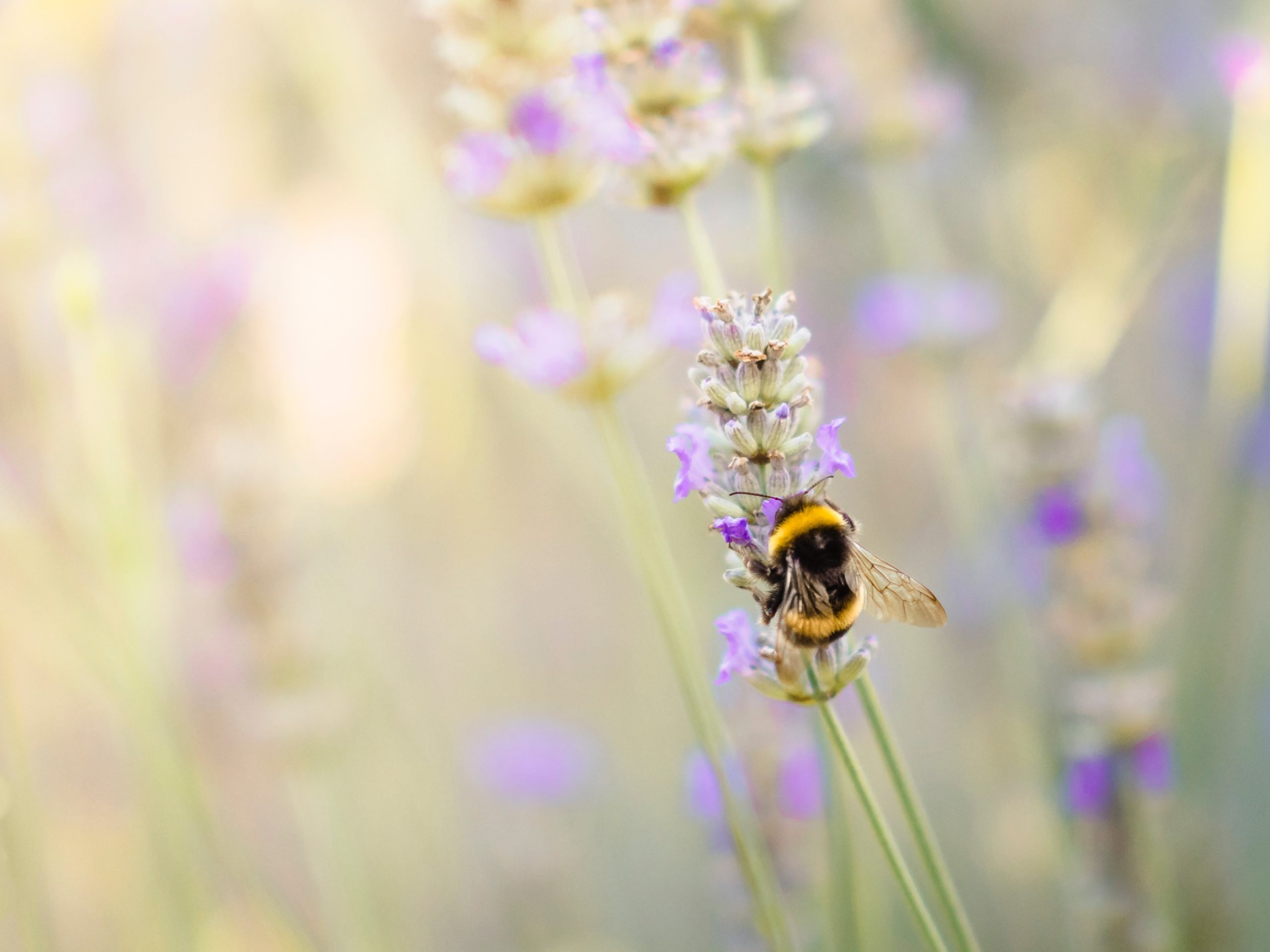 6 Ways to Attract Bumble Bees to Your Vegetable Garden