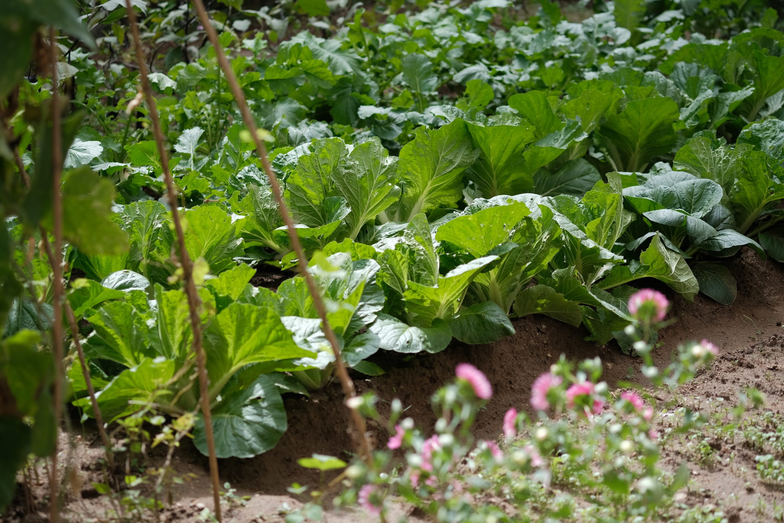 6 Ways to Keep Your Vegetable Garden Healthy During a Drought
