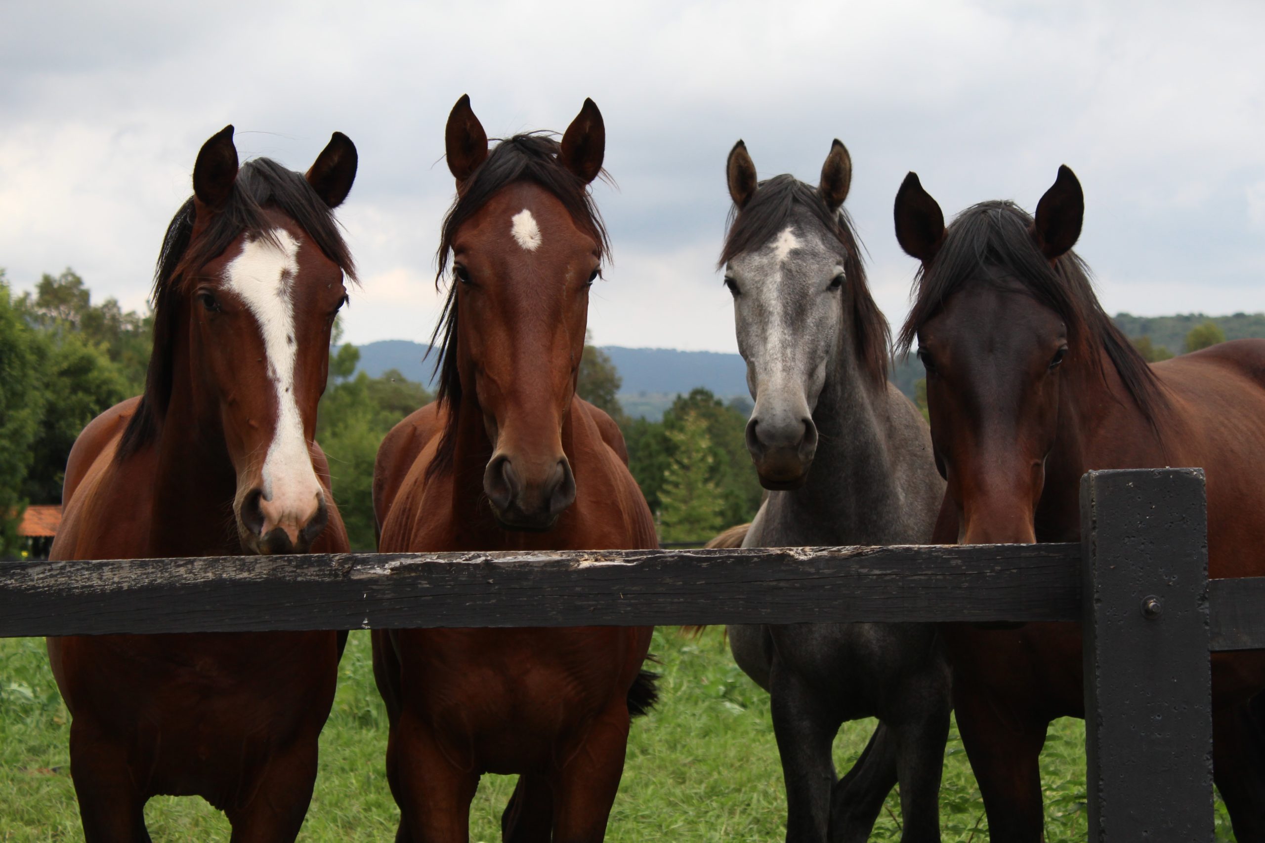 Do You Own Horses? Here Are 2 Beneficial Uses for Horse Manure
