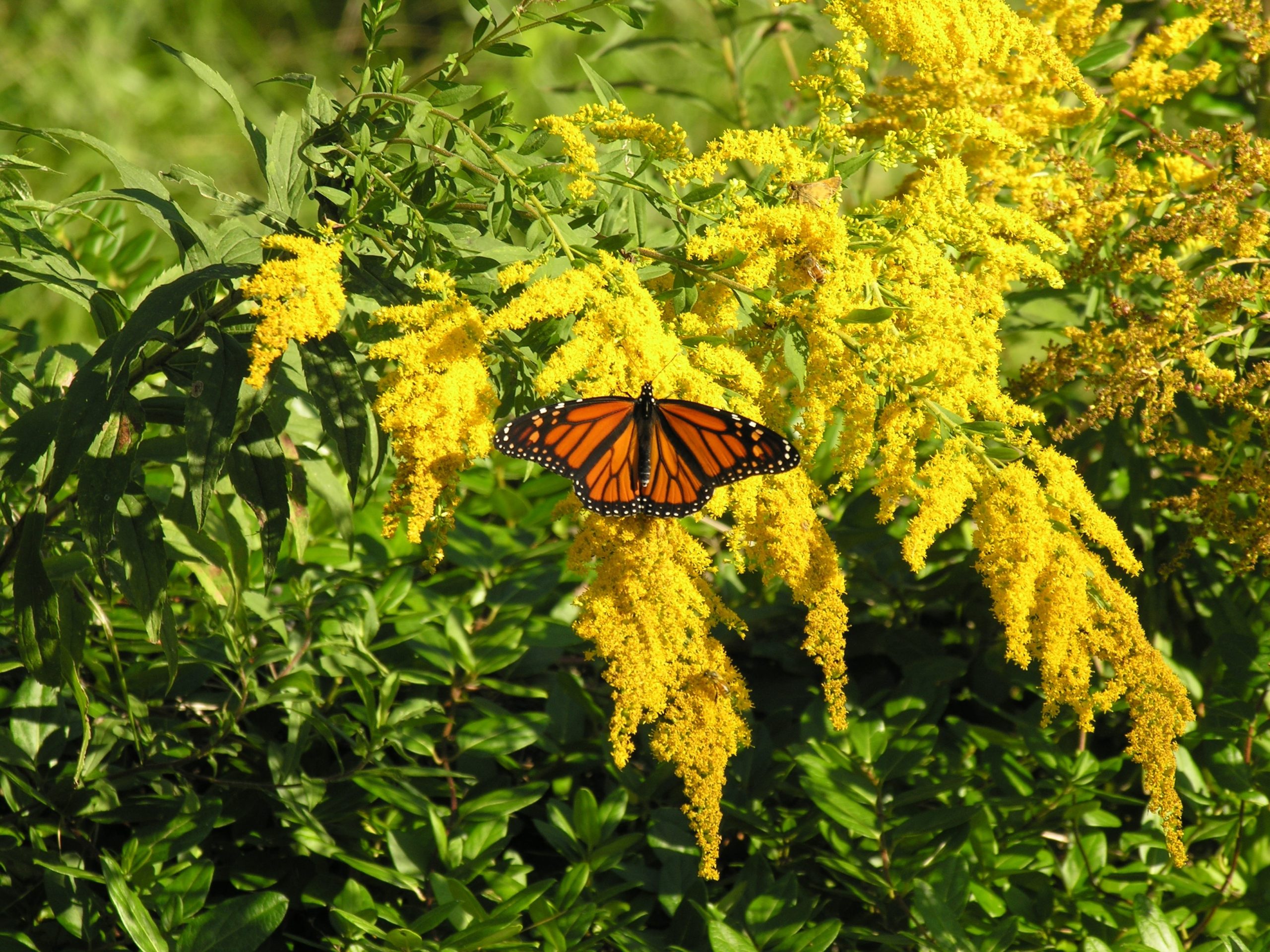 No, That’s Not Ragweed You See: The Surprising Health Benefits of Goldenrod