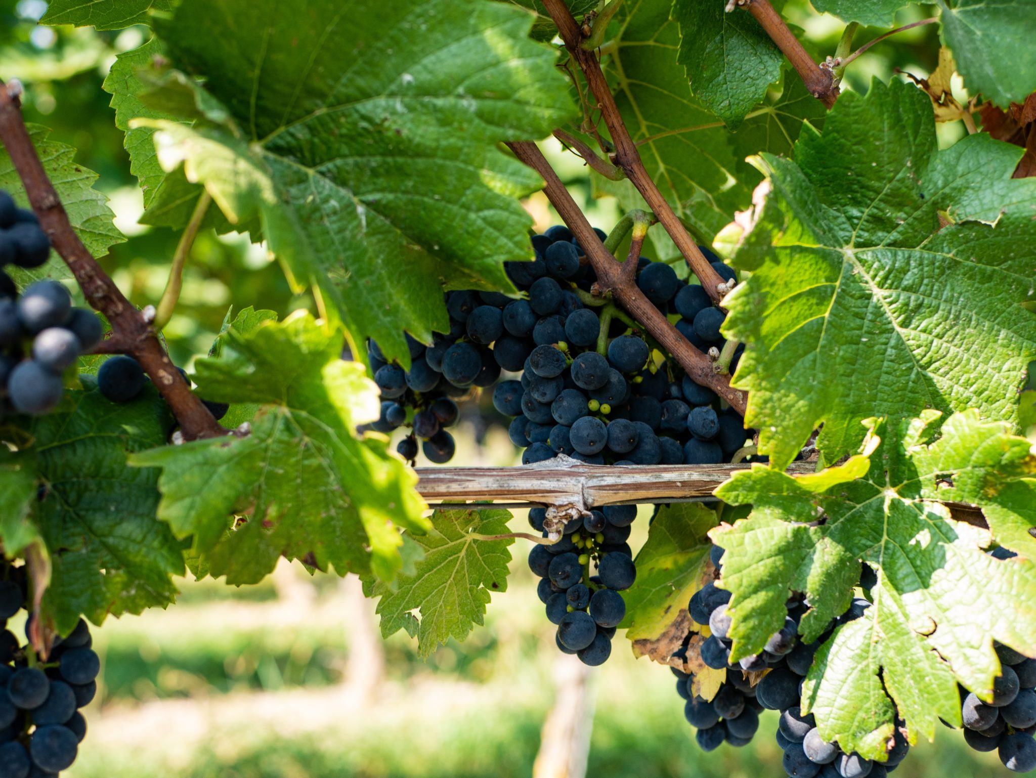 How to Grow Grapes in Tennessee Stoney Creek Farm