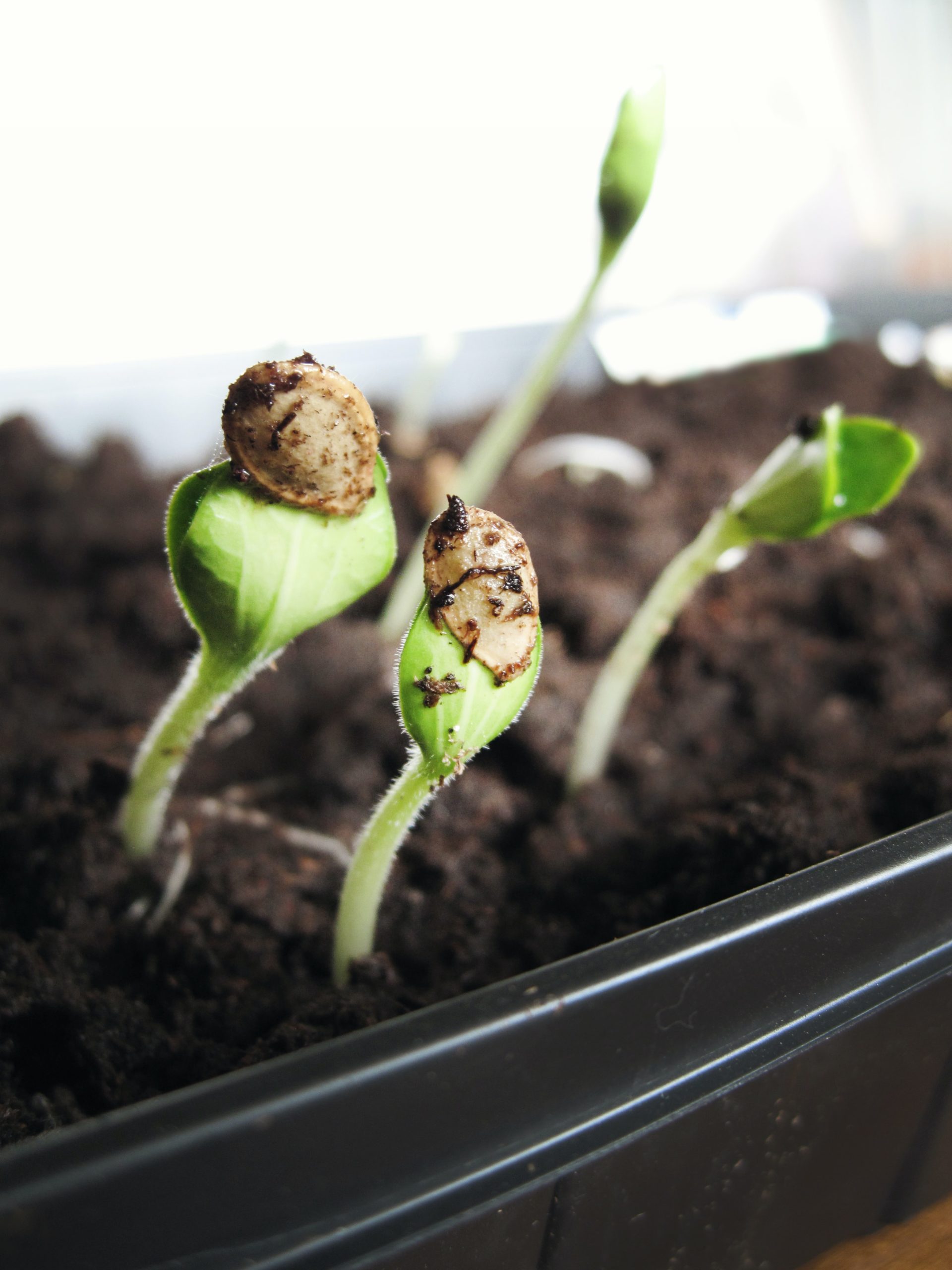 When should you start seeds indoors for spring?