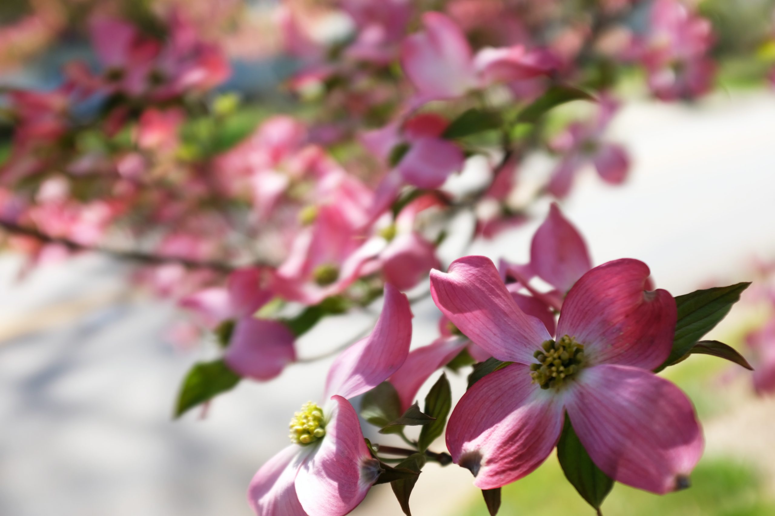 4 Native Trees to Beautify Your Landscape