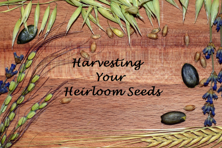 Harvest Your Heirloom Seeds Stoney Creek Farm