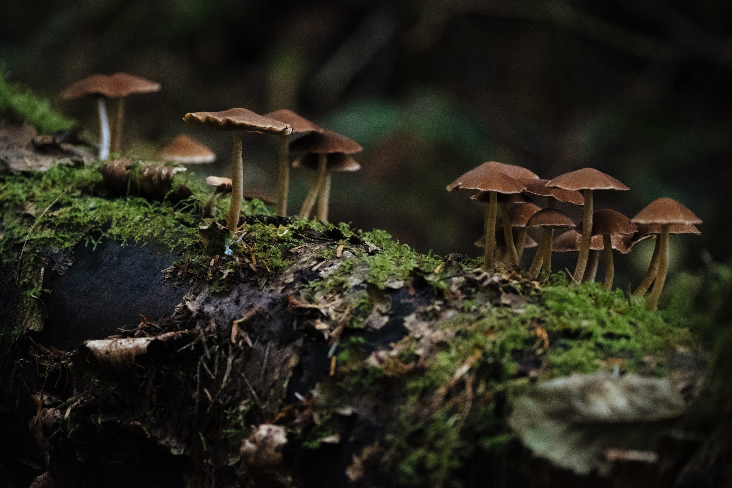Fungi Love