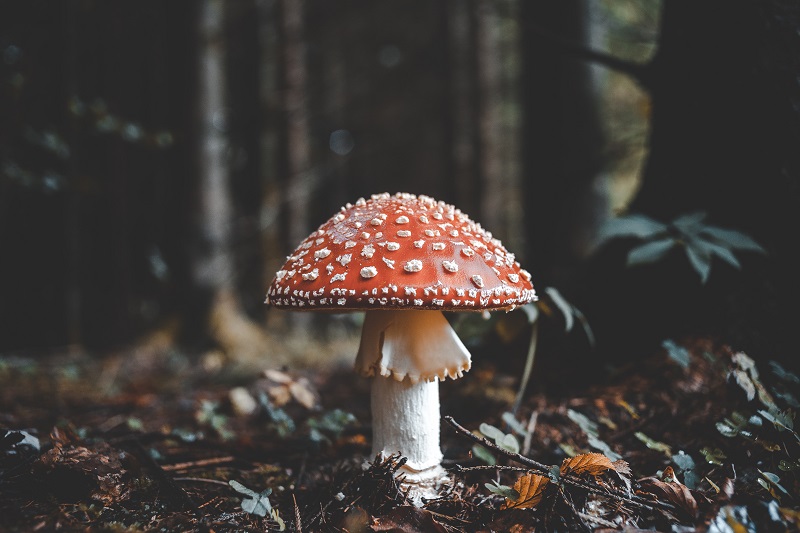 Best Reasons to Grow Mushrooms
