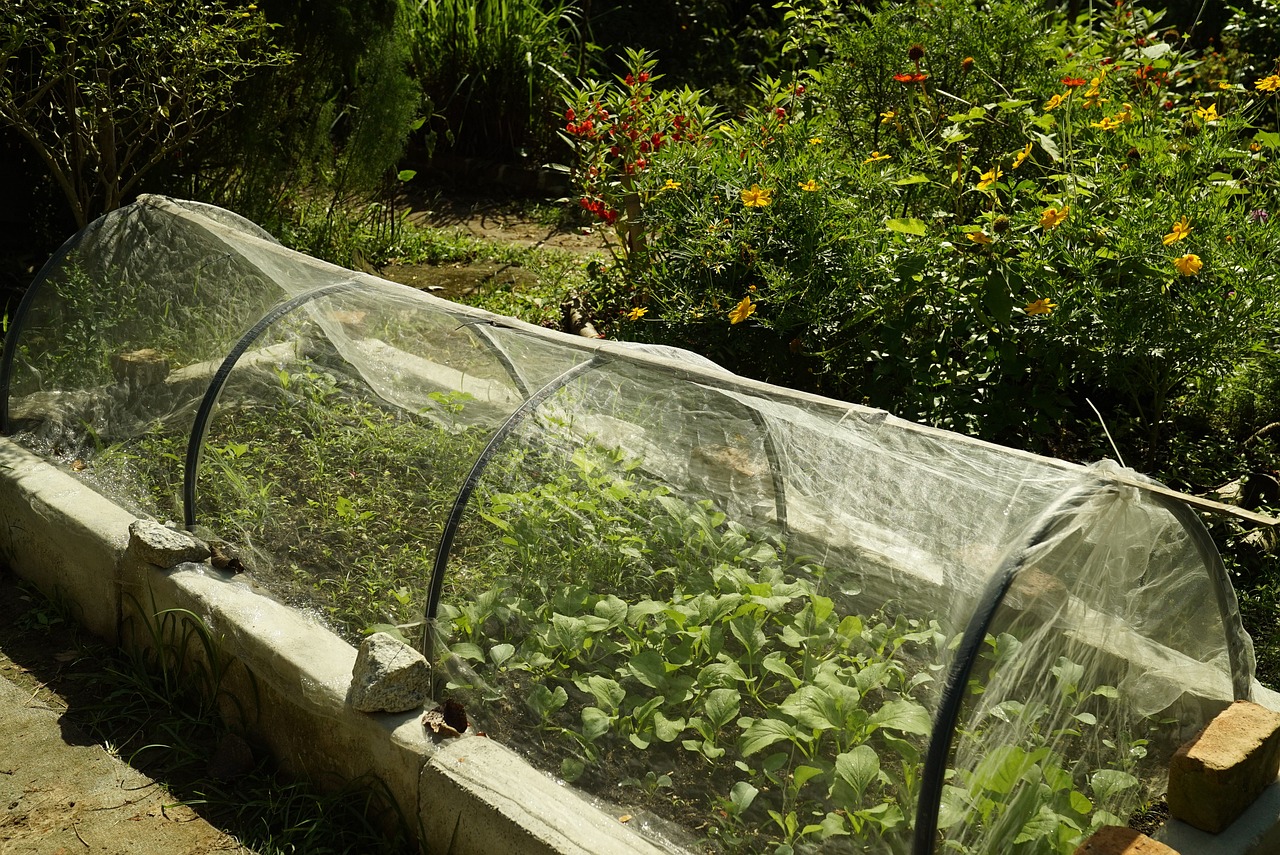 Best Items to Grow in a Cold Frame