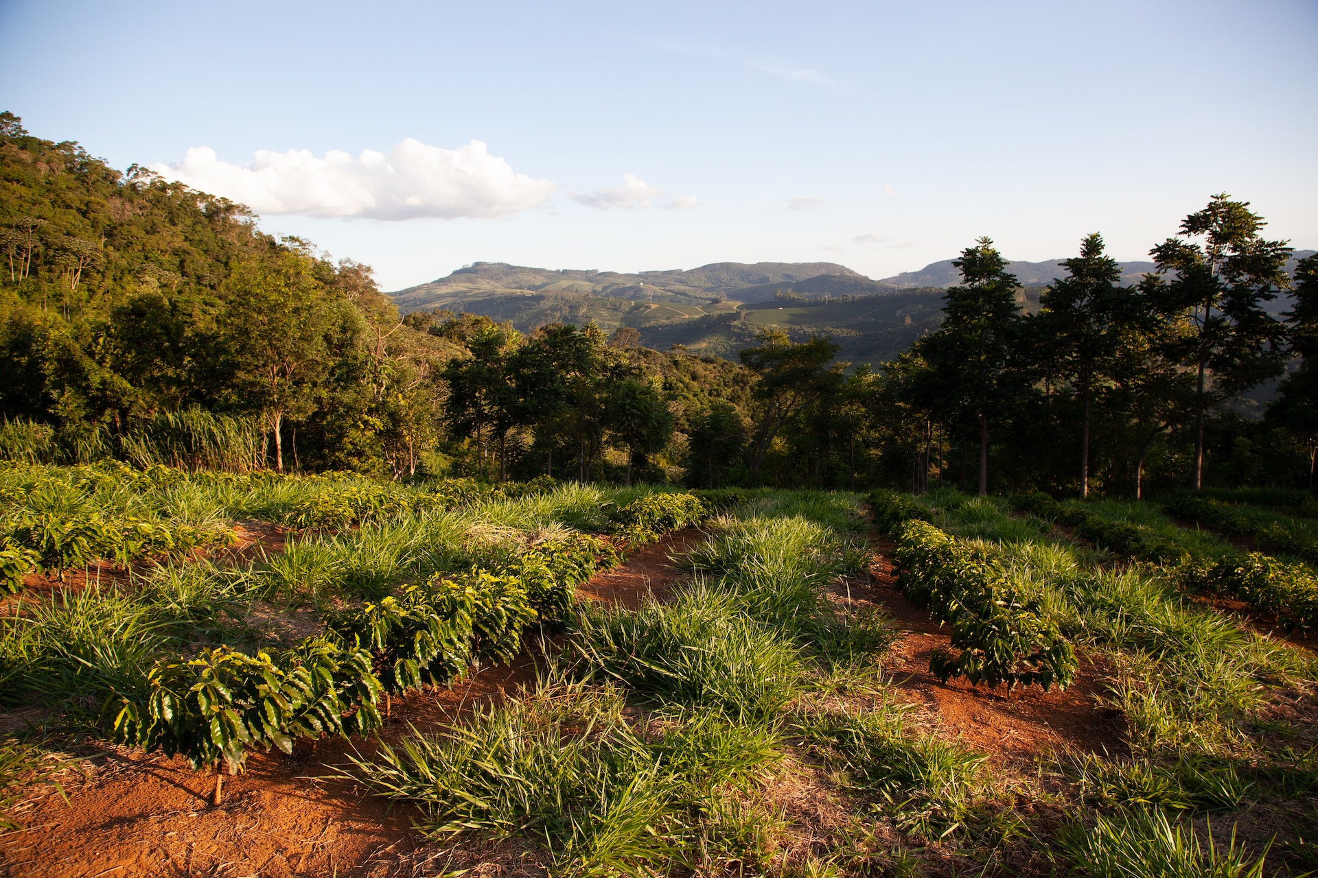Harnessing the Power of Agroforestry